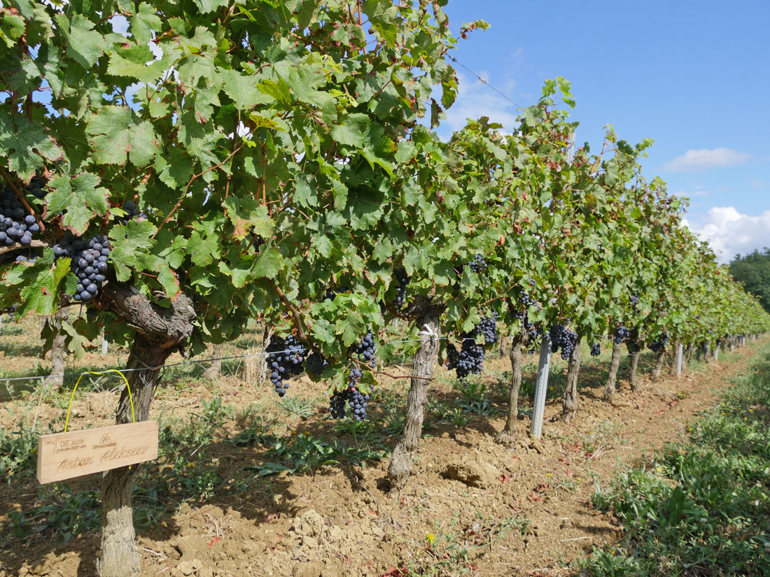 Виноградник на урожай